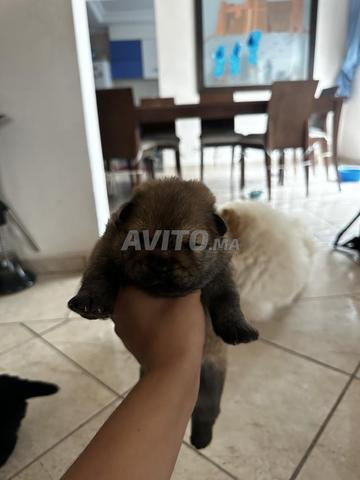 Chiots Chow Chow - 2
