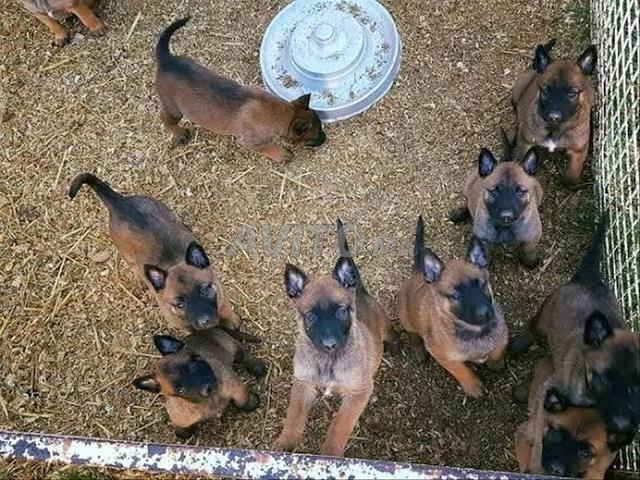 Chiots de race Malinois - 2