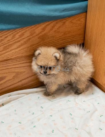 Spitz Pomeranian - 2