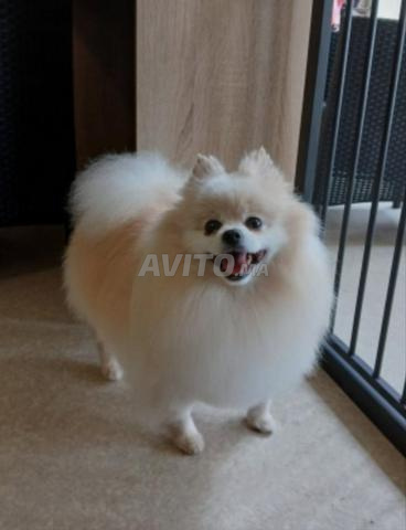 Femelle Spitz Nain Poméranie - 2