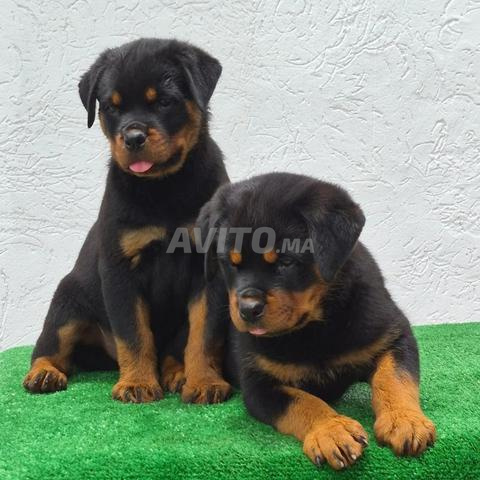 Super chiots rottweiler race pure