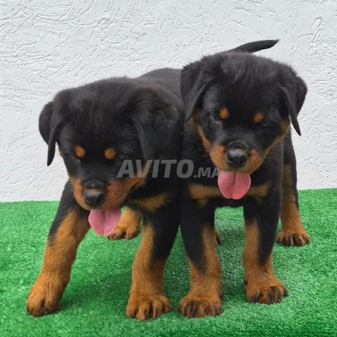 Super chiots rottweiler race pure - 2