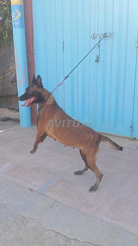 Super femelle malinois charboni - 2