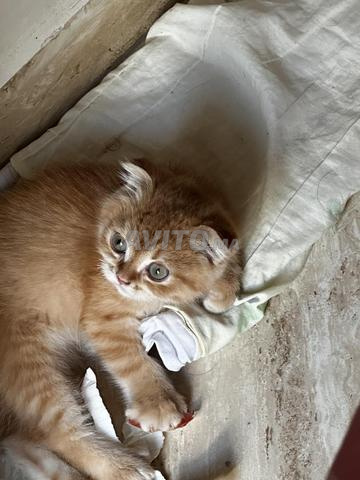 Scottish fold orange - 2