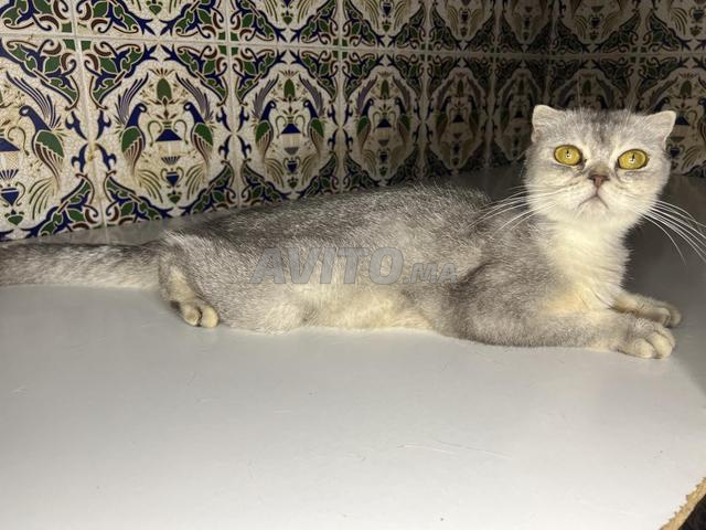 Femelle Scottish Fold - 2