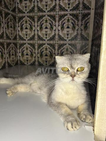 Femelle Scottish Fold