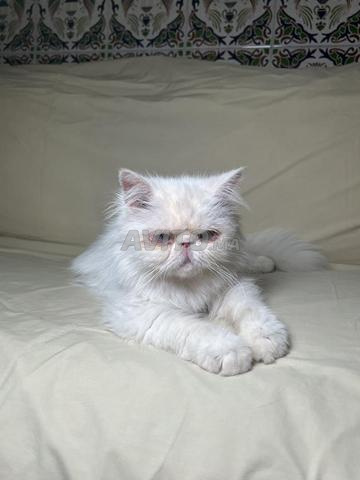 Femelle persan - 2