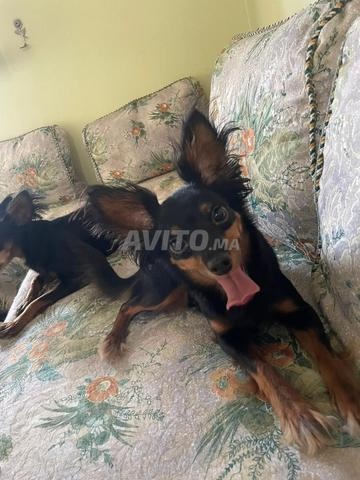 Chiot femelle de petite taille - 2