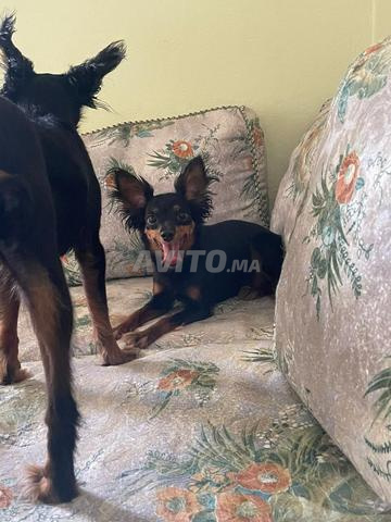 Chiot femelle de petite taille