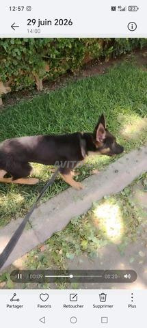 berger allemand femelle