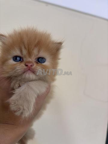 Chatons Persans race persan pure - 2