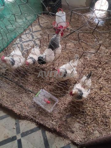 Oeufs de Sussex fertiles à éclore - 2