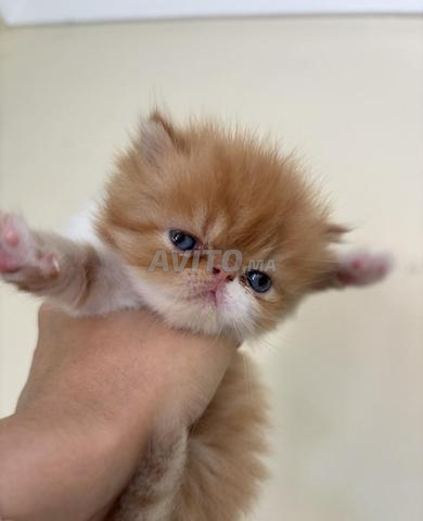 Chatons Persans race pure persan - 2