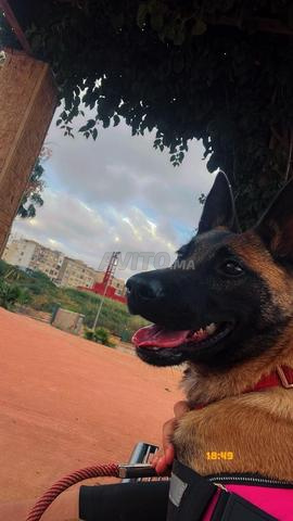Chien Malinois - 2