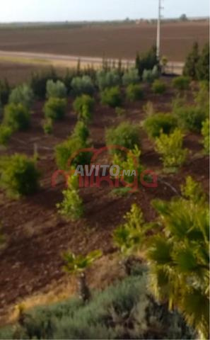 Vente Ferme à Settat - 2