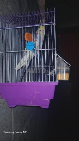 Oiseau cocktail 🍸 - 2