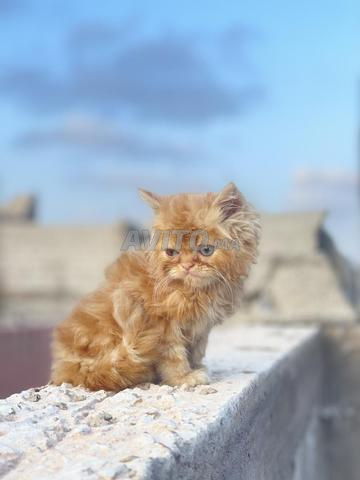 قطط للبيع - 2