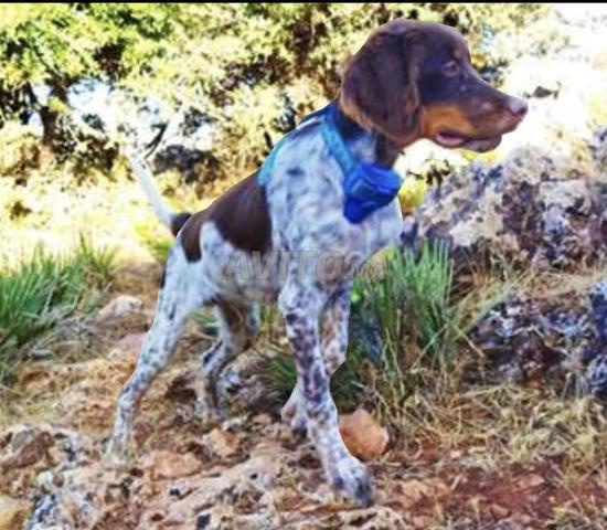 Chien excellent pour la chasse à vendre, prêt - 2