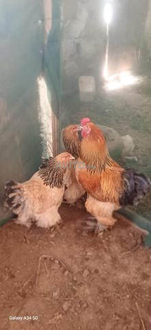 Poulets Brahma - 2