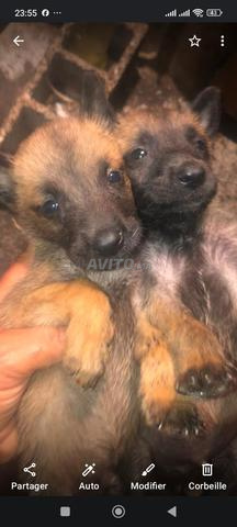 Malinois 35 j - 2