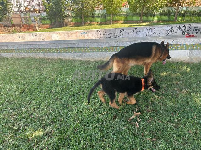 🐶 جراء كلاب الراعي الألماني قصير الشعر مكسور نصف أصيل للبيع 🐶