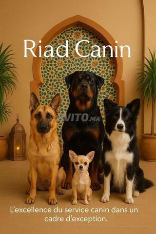 LE RYAD CANIN🐕PENSION🐕EDUCATION 🐕