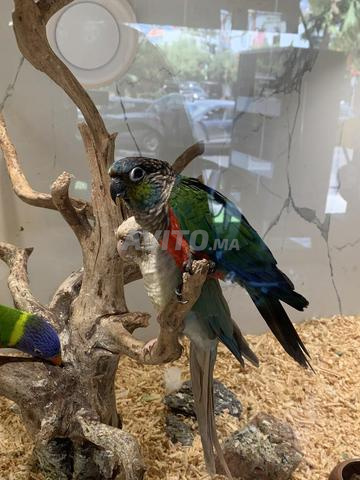 Oiseau molinae - 2