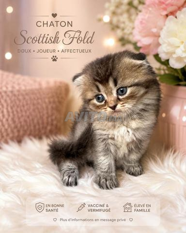 🐱 Chaton Scottish Fold à vendre 🐱