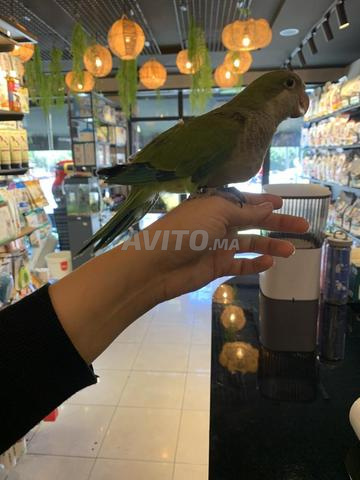Oiseau Caique - 2