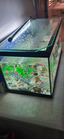 Aquarium complet - 2