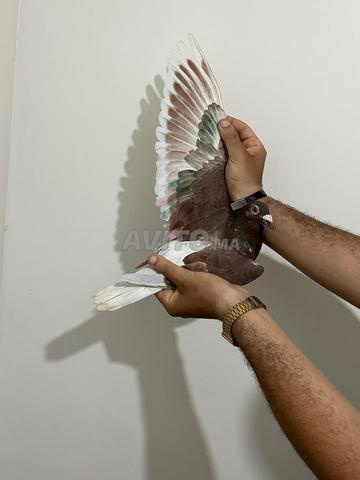 انتى اختصاص الطويل و الطويل الممتاز  - 2