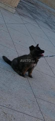 Chiot de type chien-loup