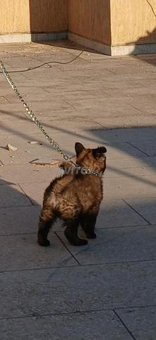 Chiot de type chien-loup - 2
