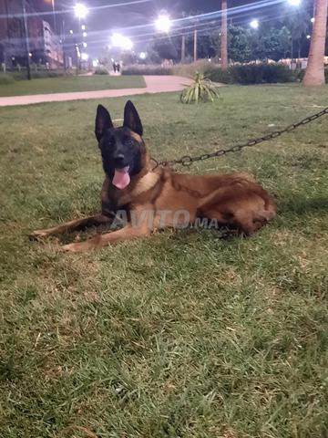 Malinois mâle masque noir pure race - 2