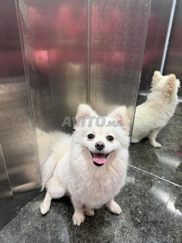 SPITZ NAIN FEMELLE A VENDRE