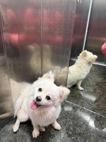 SPITZ NAIN FEMELLE A VENDRE - 2