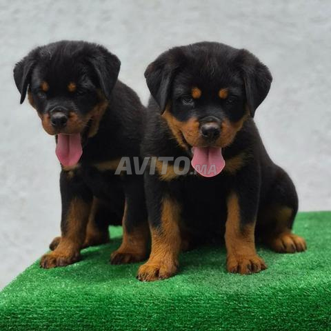 Super chiots rottweiler pure race - 2