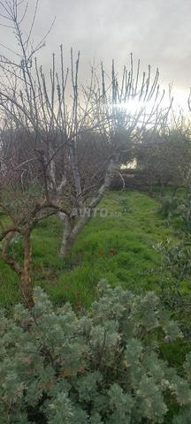 مزرعة رائعة - 2