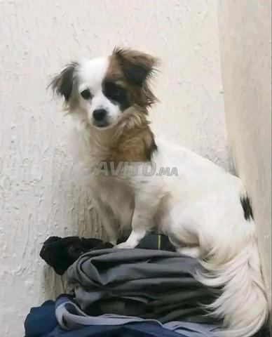 Femelle bichon papillon