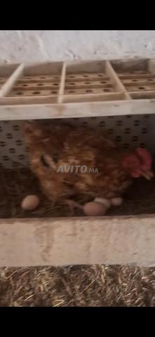 قطيع من 27 دجاجة للبيع وديك كبير واحد - 2