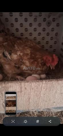 قطيع من 27 دجاجة للبيع وديك كبير واحد