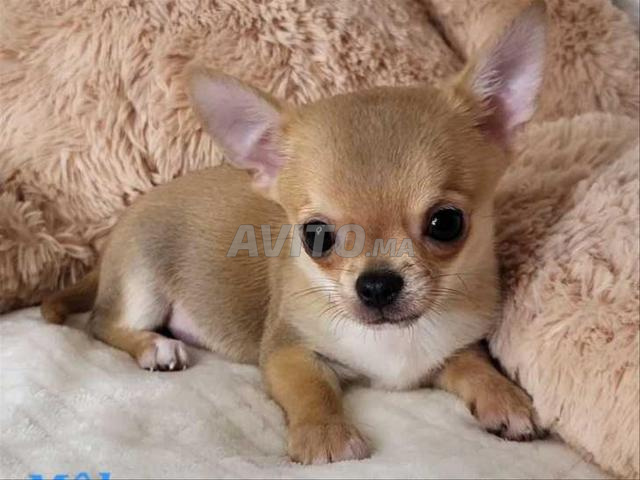Chihuahua toy