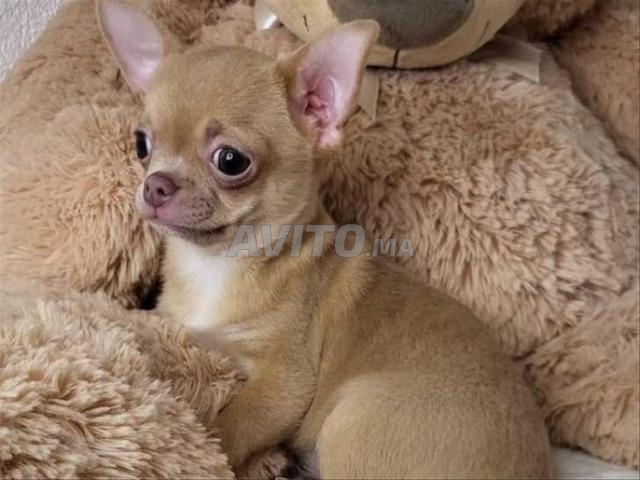Chihuahua toy - 2