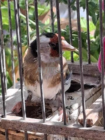 أبيع طيور الحسون ذكور ناضجة وصحية - 2