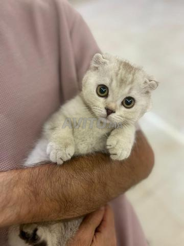 Chats Scottish Fold - 2