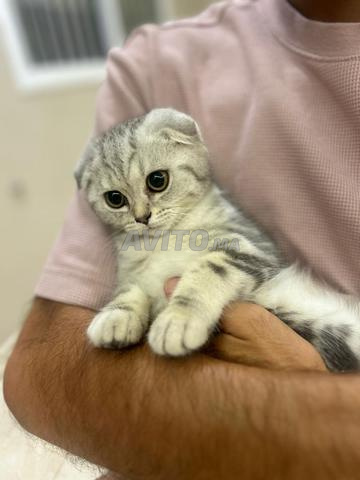 Chatons Scottish Fold - 2