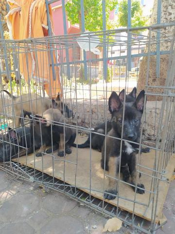 Chiots Malinois charbonnés - 2
