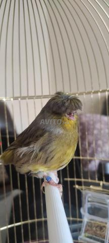 Canari Gloster avec cage - 2