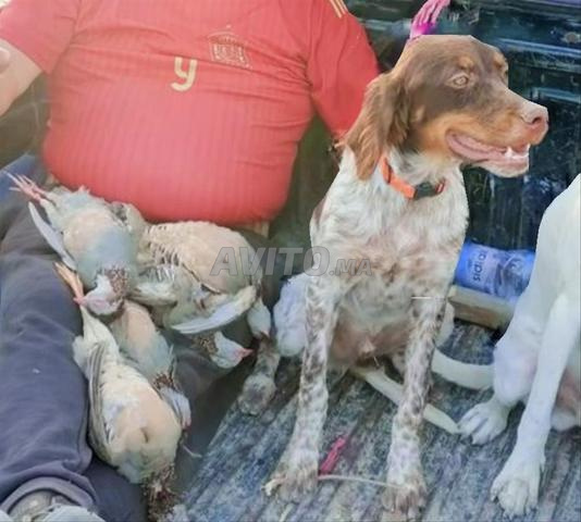 Chien de chasse de haute qualité, excellent chasseur - 2