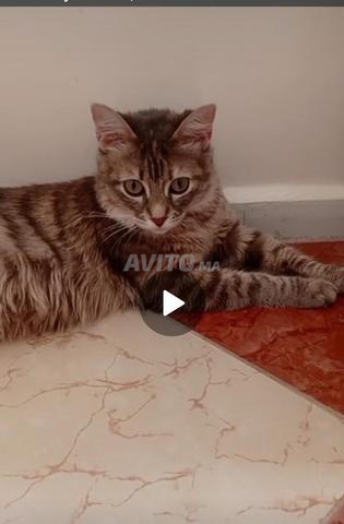 Chatte gratuite à adopter - 2